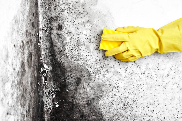 Best Attic Mold Removal  in Rancho Viejo, TX