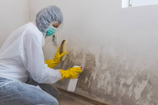 Best Professional Mold Removal  in Rancho Viejo, TX