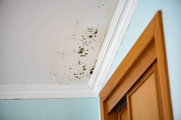 Best Crawl Space Mold Removal  in Rancho Viejo, TX