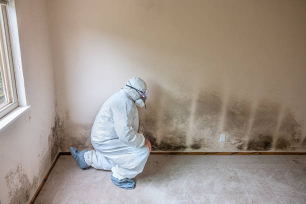 Best Commercial Mold Removal  in Rancho Viejo, TX