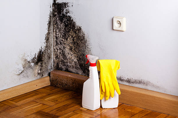 Best Local Mold Removal Service  in Rancho Viejo, TX
