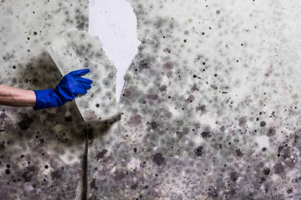 Best Residential Mold Removal  in Rancho Viejo, TX